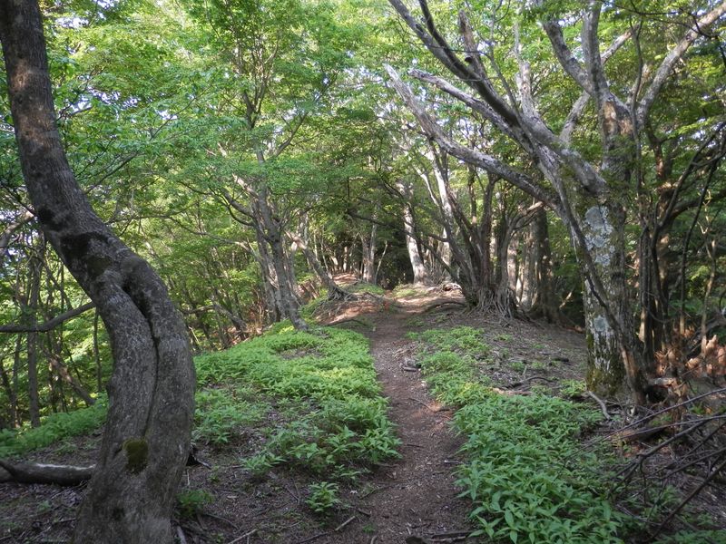 ここでお茶タイム
