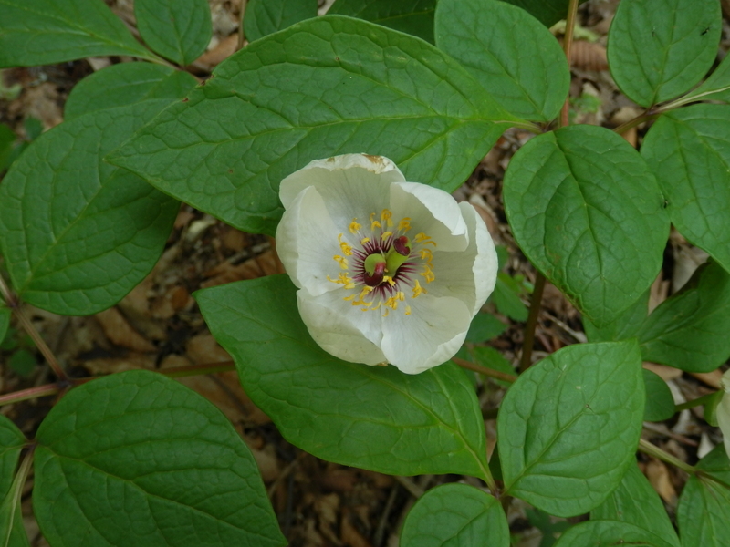 ヤマシャクヤク (その1)