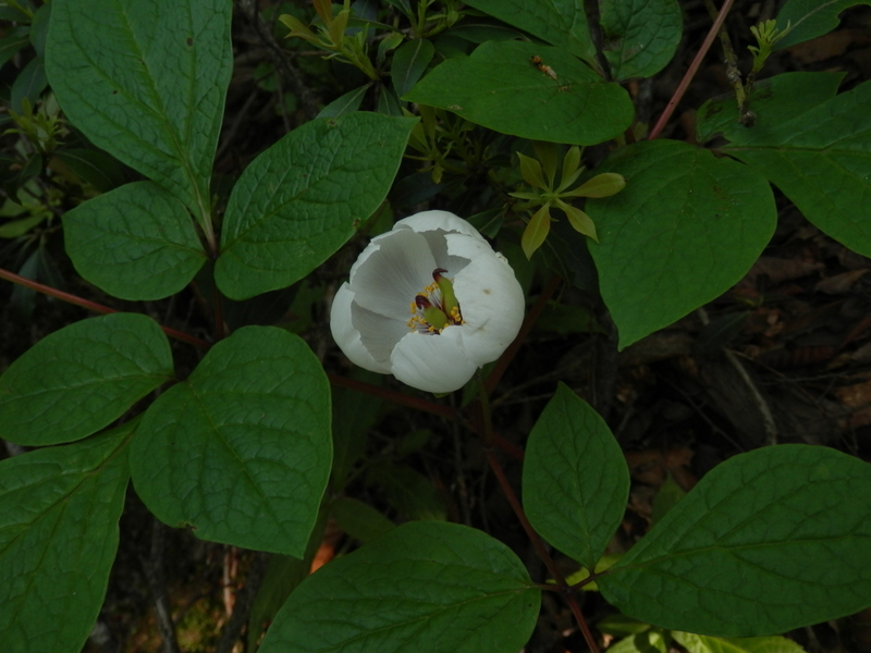 ヤマシャクヤク (その2)