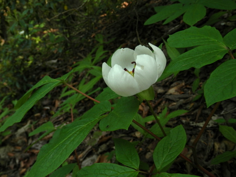 ヤマシャクヤク (その3)