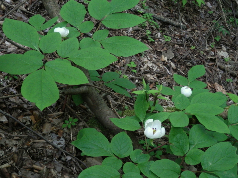ヤマシャクヤク (その4)