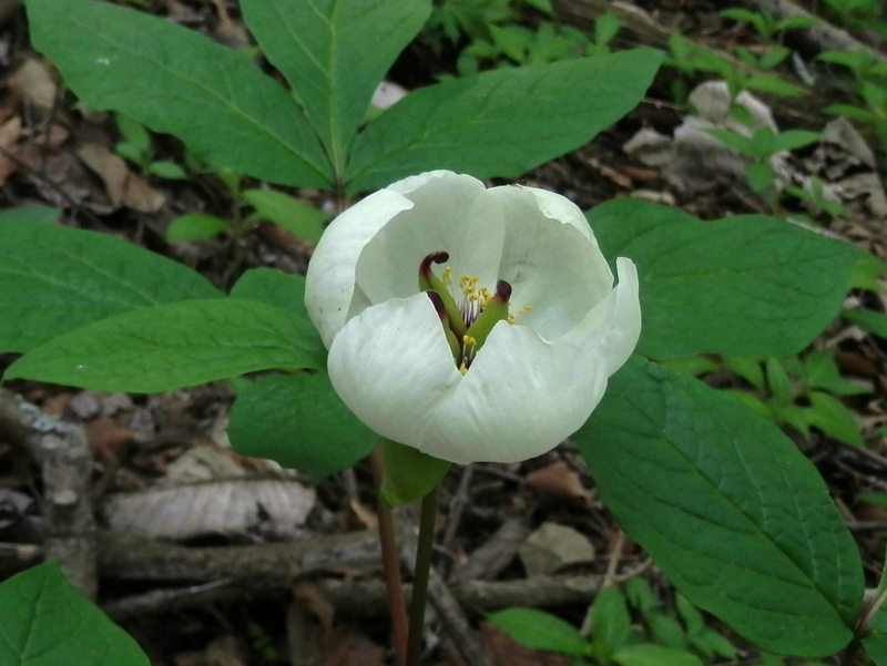 ヤマシャクヤク (その6)