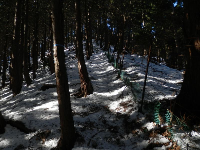 栂立尾根には市町村界と鹿柵が