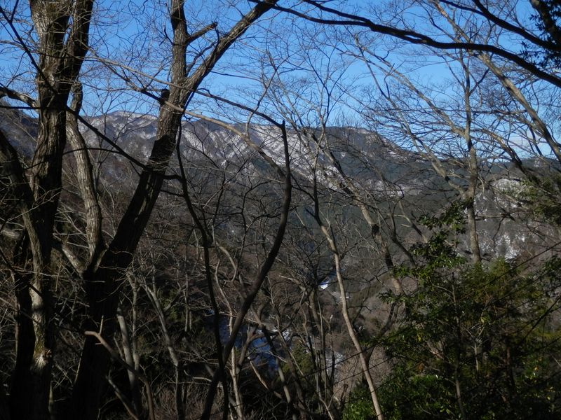 枝越しに焼山と東海自然歩道