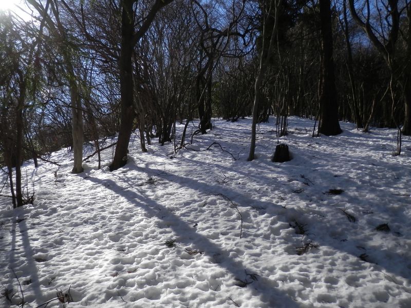 気持ちのよい雪原の尾根