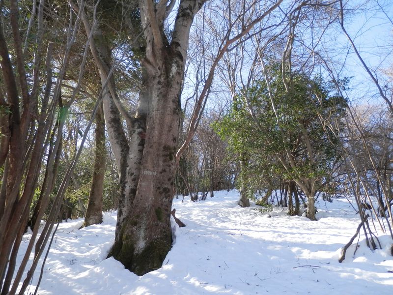 p1224990.jpg (large)