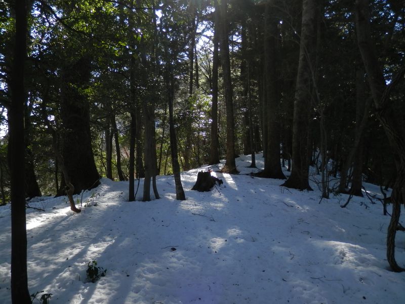 モミ、ウラジロモミ、ツガなどが混生