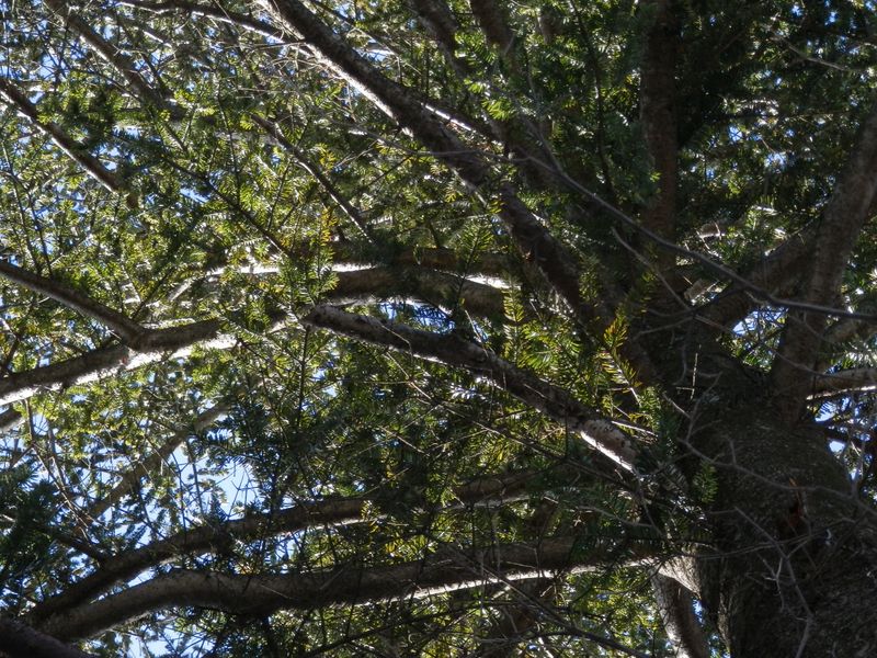 六百沢ノ頭山頂の木