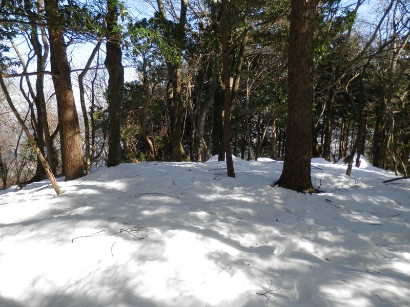 本当にツガが立っている