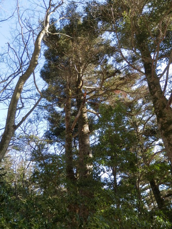 大きな樹も立つ