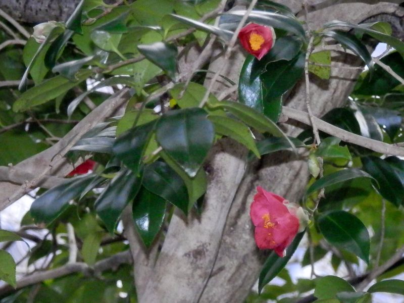 栂立尾根のヤブツバキ