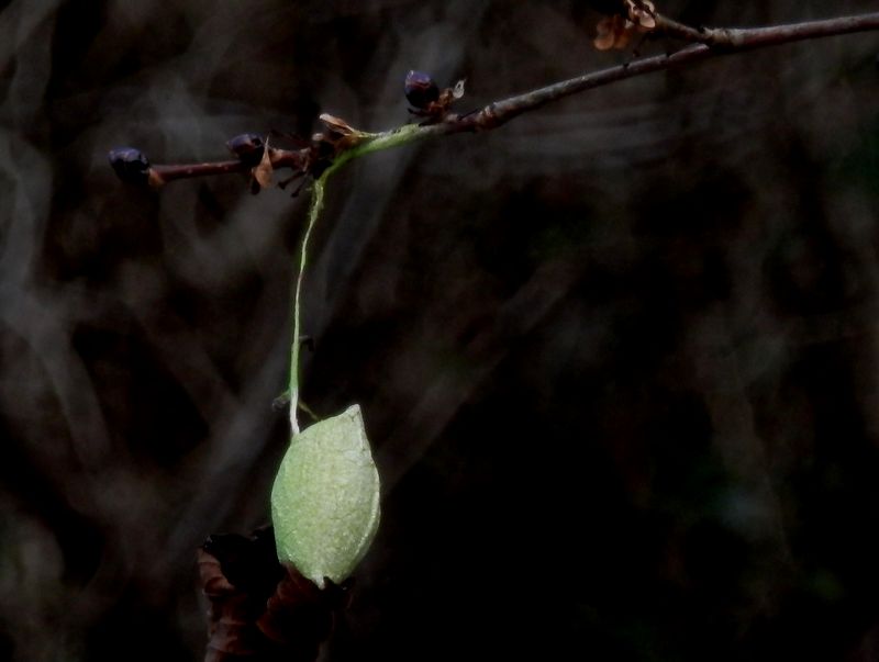 ウスタビガの繭