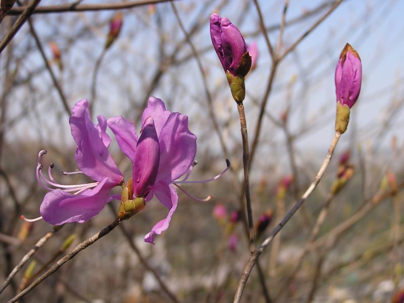 城山と津久井湖 -- ミツバツツジ