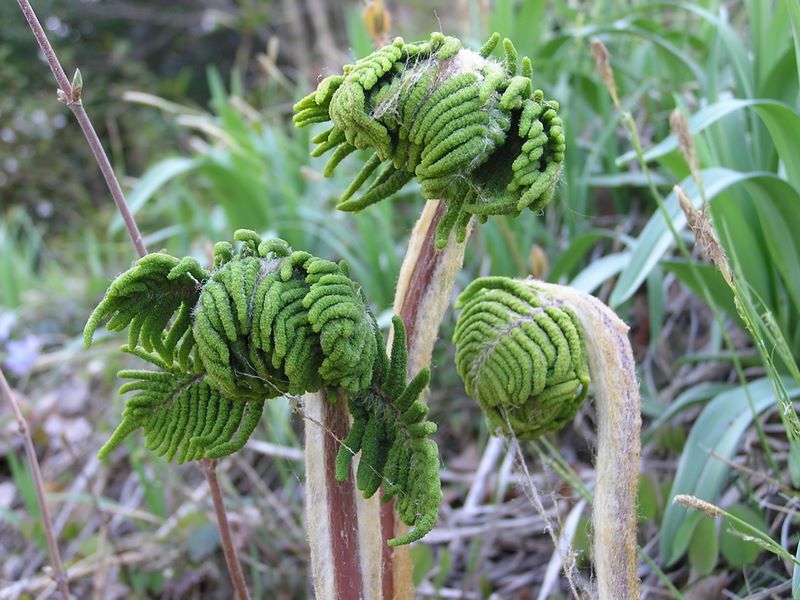 城山と津久井湖 -- 開き始めたゼンマイ