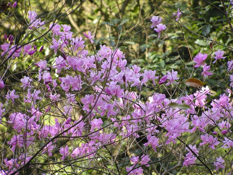 城山と津久井湖 -- ミツバツツジ