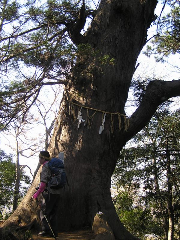 城山と津久井湖 -- 樹齢推定９００年の大杉