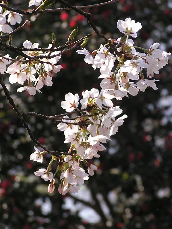 城山と津久井湖 -- 城山山頂の桜