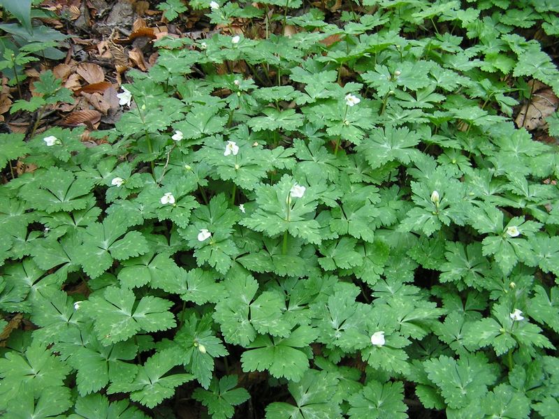 城山と津久井湖 -- ニリンソウ