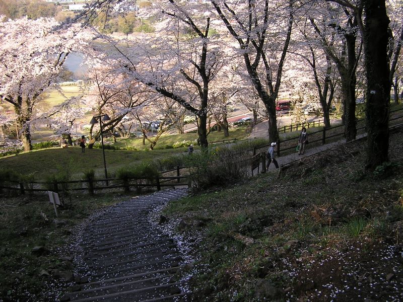 城山と津久井湖 -- 花の苑地に到着