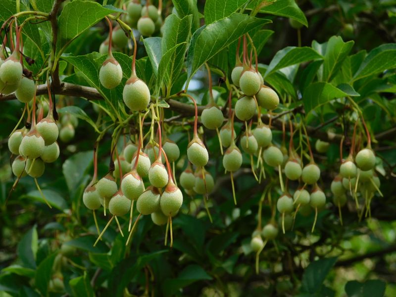 ニバナエゴノキの実