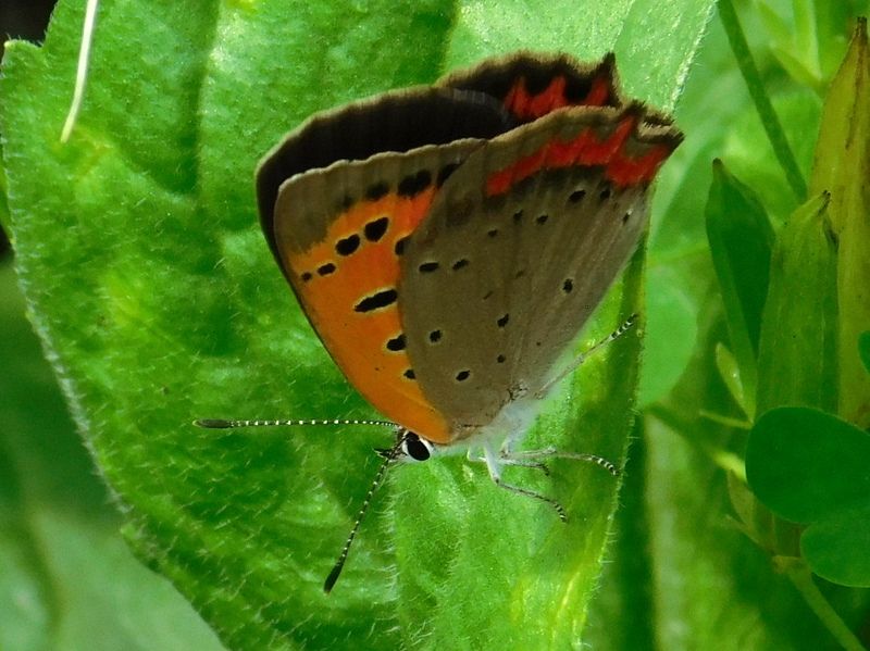 ベニシジミ（夏型）