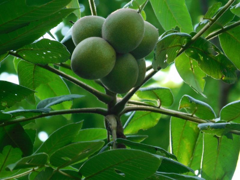 オニグルミの実