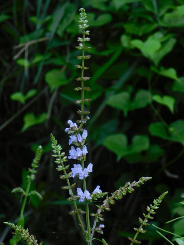 アキノタムラソウ