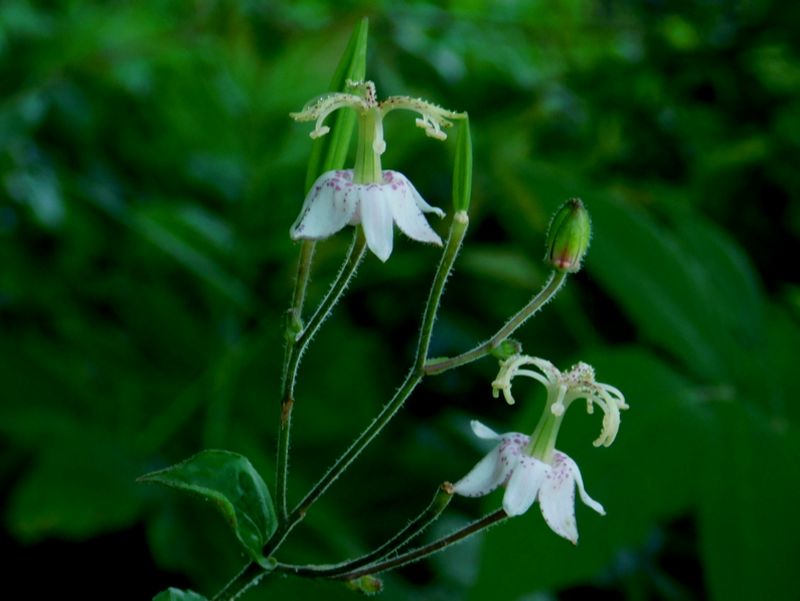 ヤマホトトギス