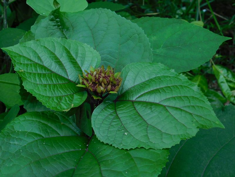 ボタンクサギかな