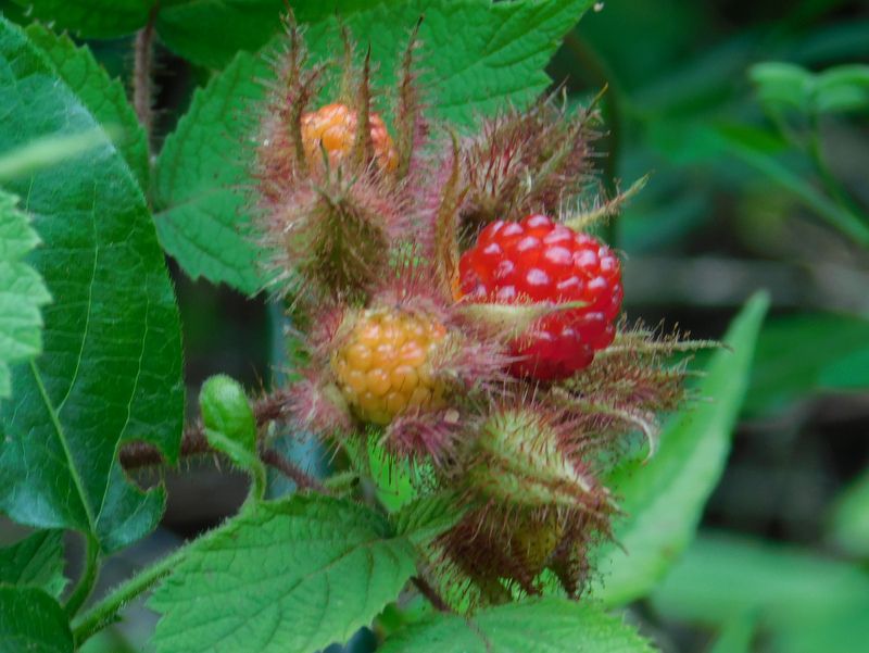 エビガライチゴ