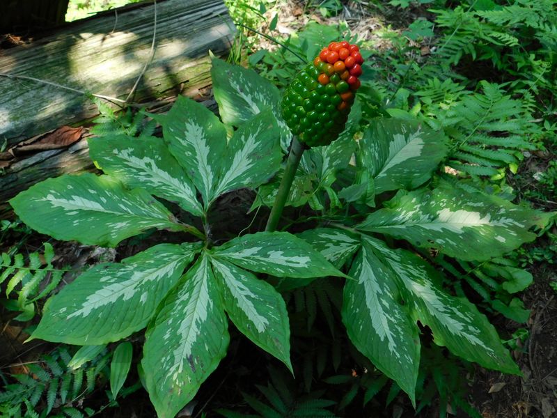 マムシグサの実