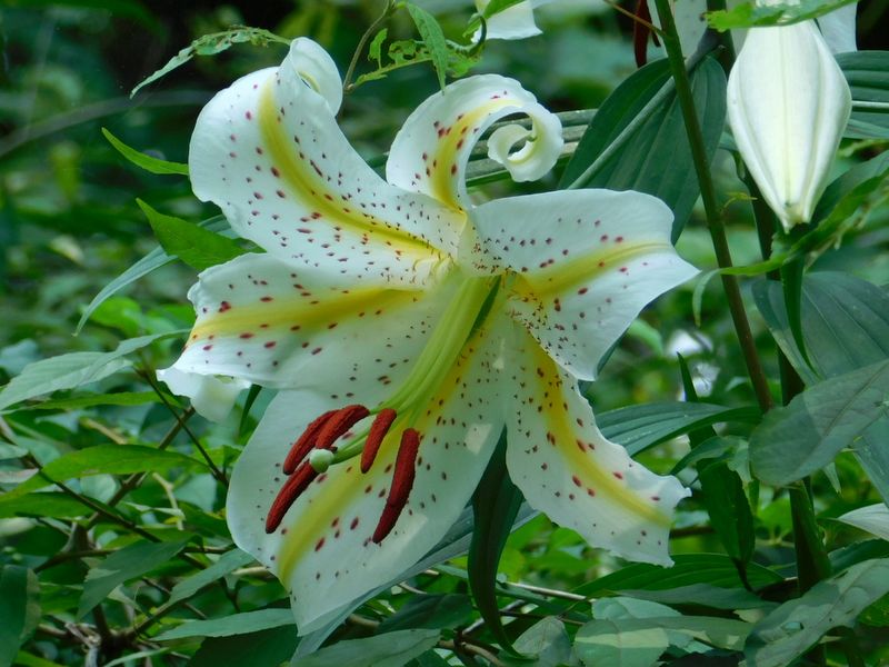 初々しいヤマユリ