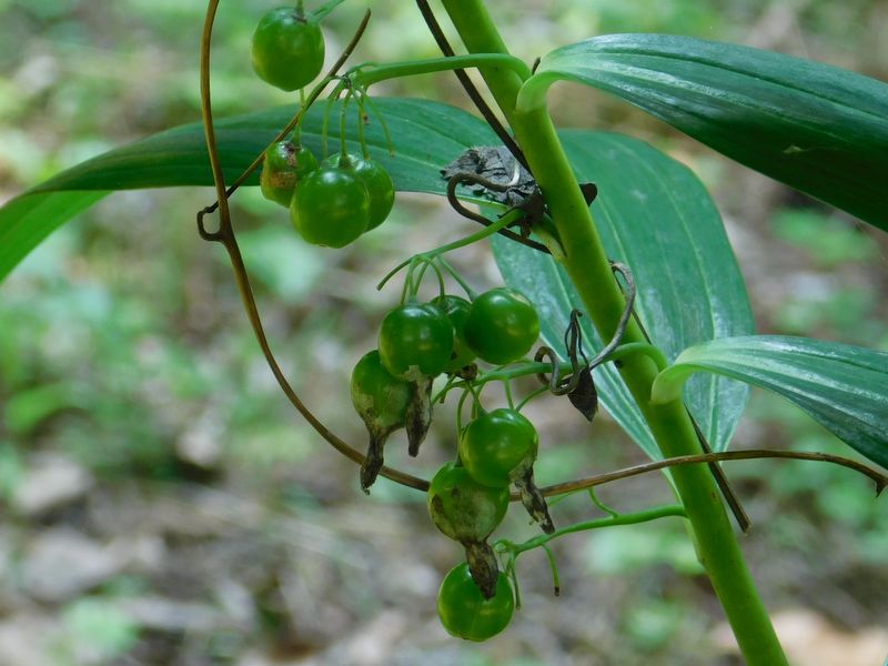 ナルコユリの実