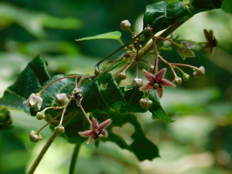 オオカモメヅル