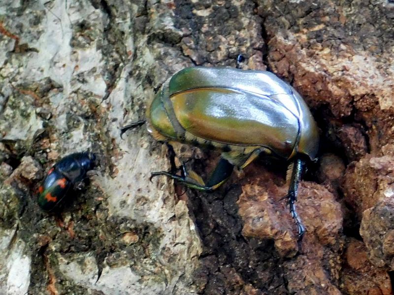 ヨツボシケシキスイとカナブン