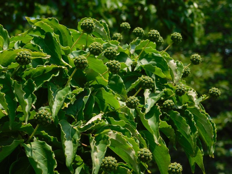 ヤマボウシの実