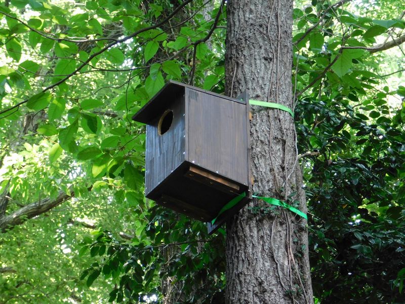 ムササビが入居したかな？