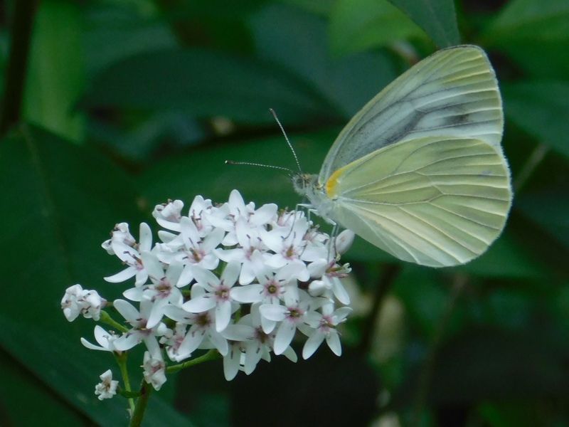 スジグロシロチョウとオカトラノオ