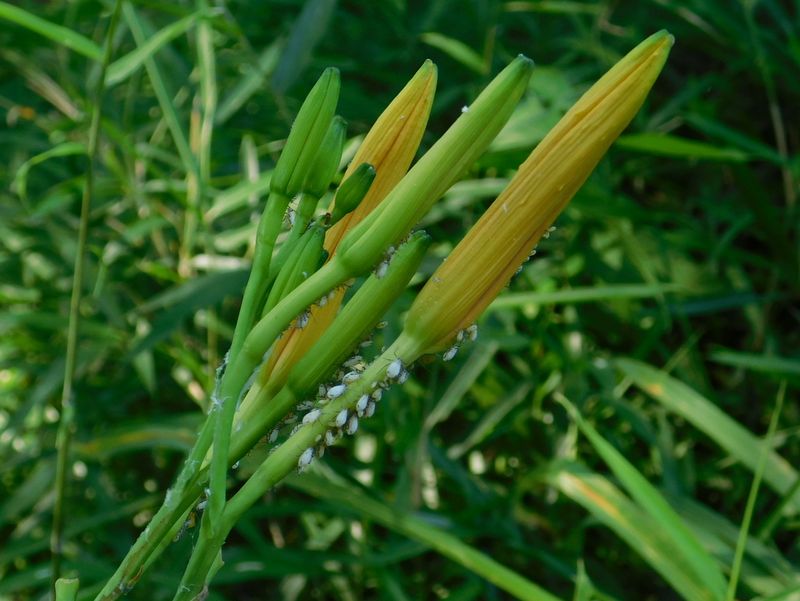 ノカンゾウのつぼみとアブラムシ