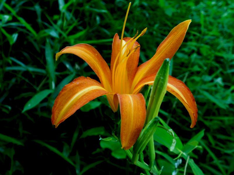 ノカンゾウの花とつぼみ