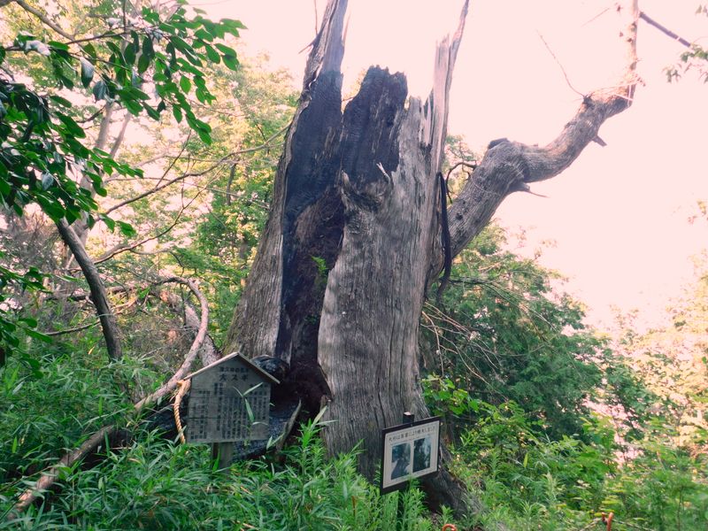 被雷した大杉