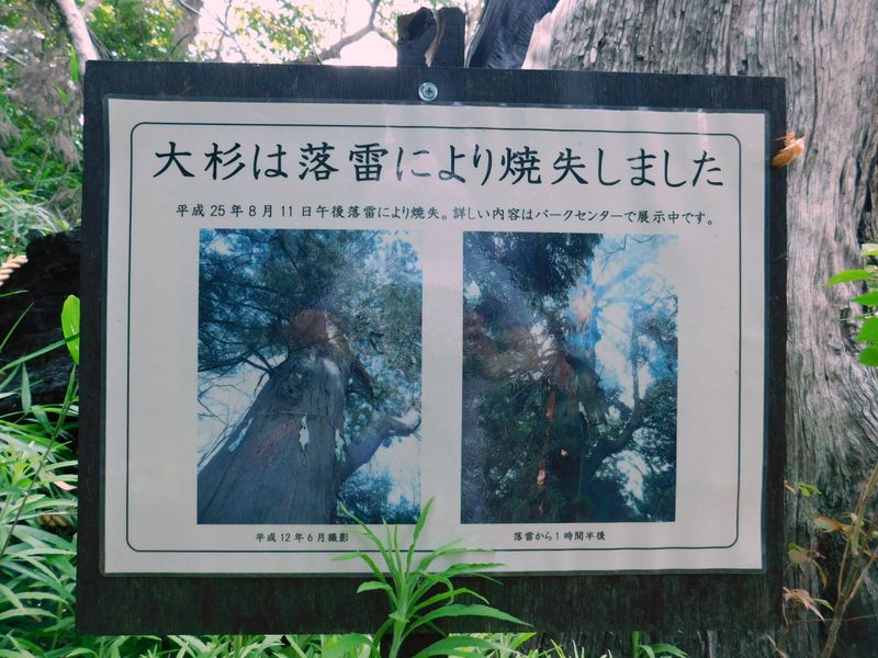 雷が鳴っているときは、大木から離れよう