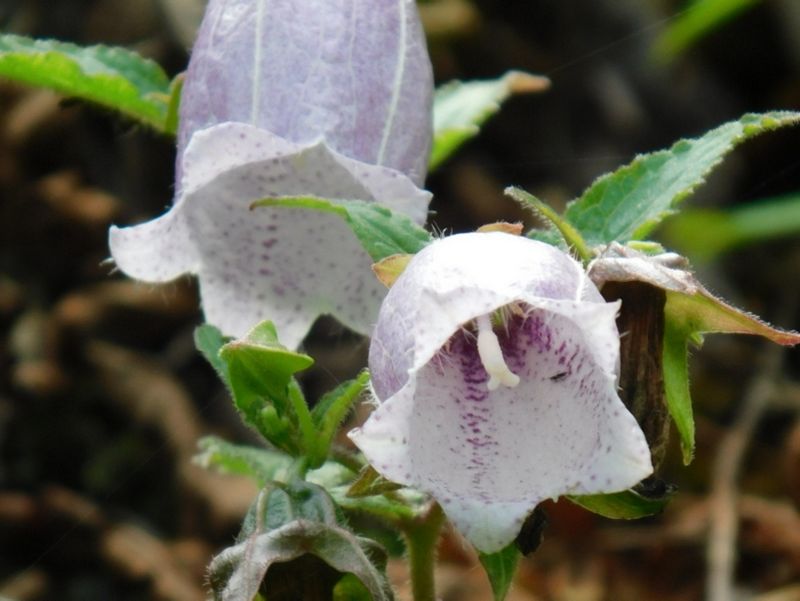 ホタルブクロを下から