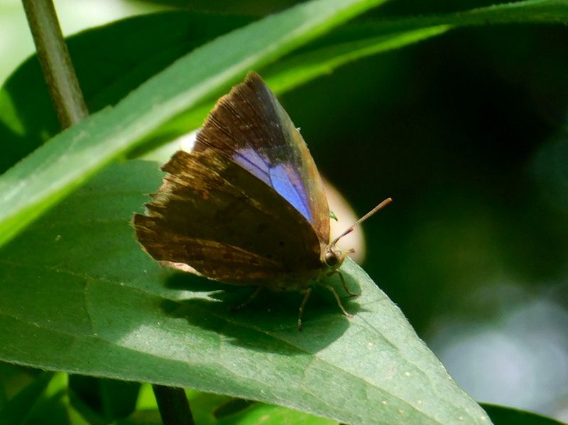 ボロになっちゃったムラサキシジミ