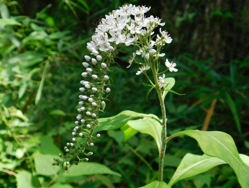 優美な曲線を描くオカトラノオ