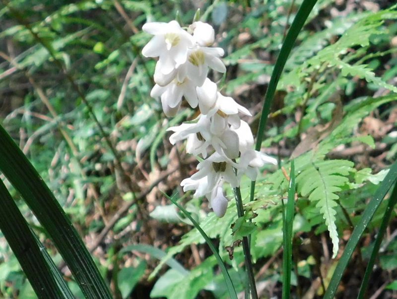 オオバジャノヒゲ