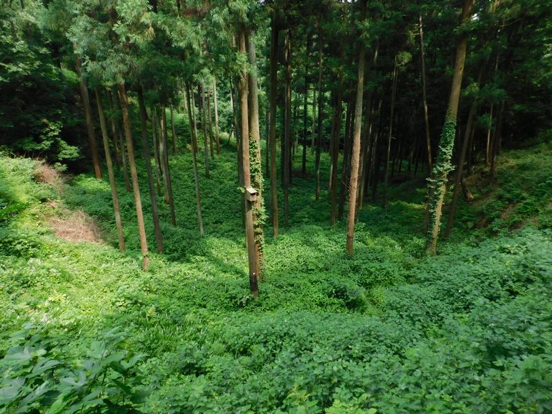 ムササビの巣箱