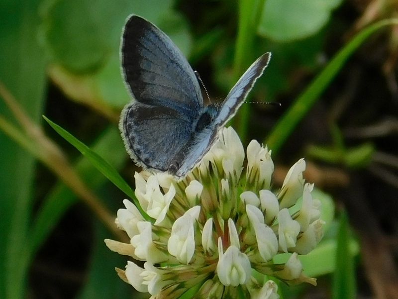ヤマトシジミとシロツメクサ