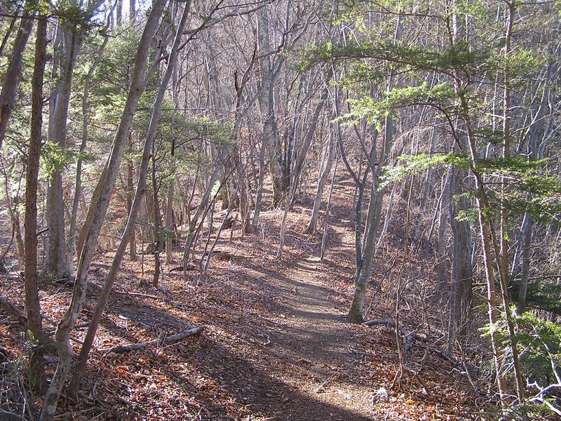 気持ちのよい登山道をヤグラ跡に向かって登る