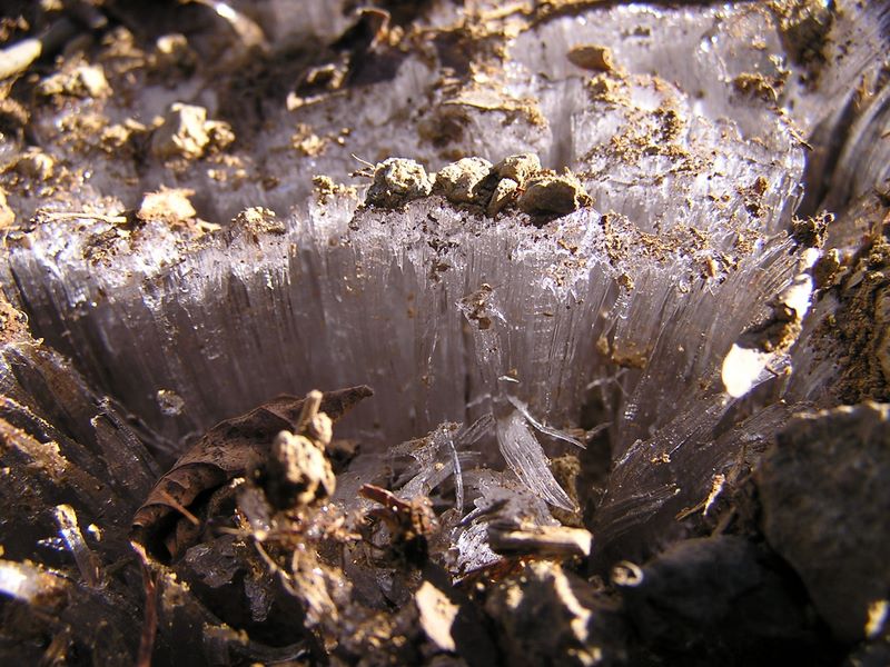 まだ溶けない霜柱